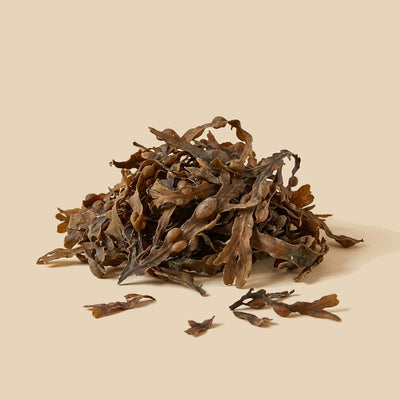 Fucus Vesiculosus