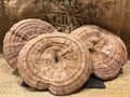 Setas Reishi